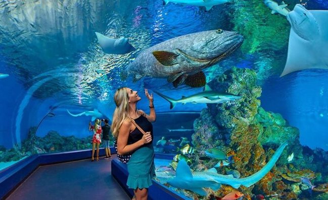 Grand Aquarium Experience