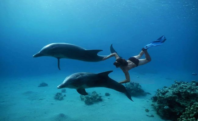 Dolphin House
