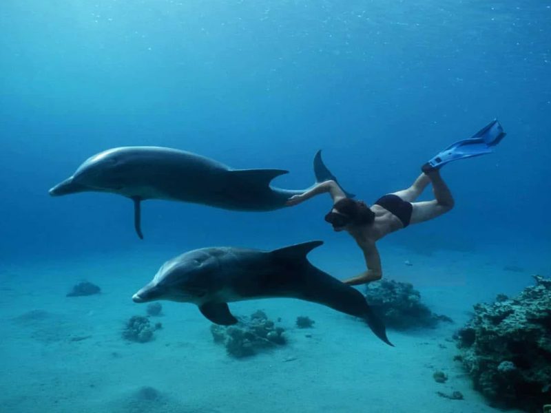 Dolphin House