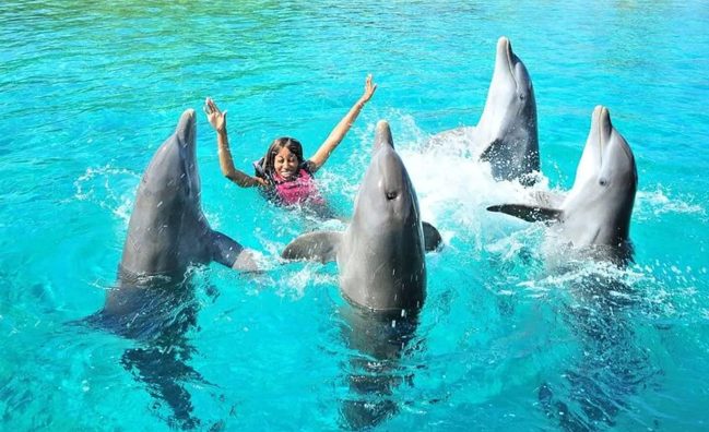 Dolphin Show Extravaganza