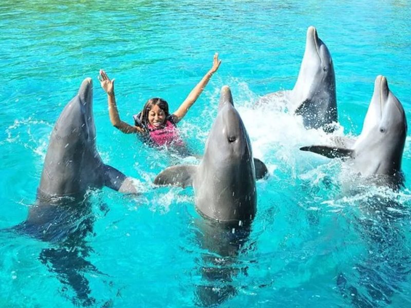 Dolphin Show Extravaganza